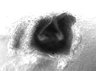 Thumbnail for dataset figS4_deformation_epithelialtissue