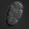 Thumbnail for dataset wt_N2_030303_01