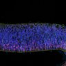 Thumbnail for dataset DD17_Sop_Trb2_EtOH