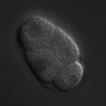 Thumbnail for dataset wt_N2_030304_01