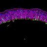 Thumbnail for dataset DD20_Rod_CRX_RA