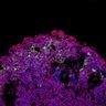 Thumbnail for dataset DD20_Rod_CRX_T3