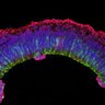 Thumbnail for dataset DD20_Sop_RXRg_EtOH