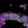 Thumbnail for dataset DD25_Rod_CRX_R