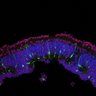 Thumbnail for dataset DD25_Sop_RXRg_R
