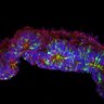 Thumbnail for dataset DD25_Sop_Trb2_E