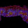 Thumbnail for dataset DD25_Sop_Trb2_EtOH