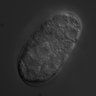 Thumbnail for dataset wt_N2_030304_05