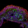 Thumbnail for dataset DD30_Sop_Trb2_EtOH