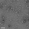 Thumbnail for TEM_CX3CR1nanodisc_homogeneity