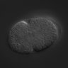 Thumbnail for RNAi_C07A9.3_040617_02
