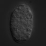 Thumbnail for dataset wt_N2_030305_01
