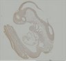 Thumbnail for dataset Figure4_Prox1_E9.5