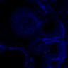 Thumbnail for dataset Figure5_E9.5_PECAM