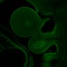 Thumbnail for Figure5_E9.5_Prox1