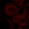Thumbnail for dataset Figure5_E9.5_VEGFR3