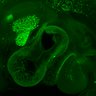 Thumbnail for dataset Figure5_E10.5_Prox1