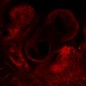 Thumbnail for dataset Figure5_E10.5_VEGFR3