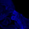 Thumbnail for dataset Figure5_E12.5_PECAM