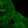 Thumbnail for dataset Figure5_E12.5_Prox1