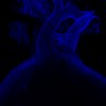 Thumbnail for dataset Figure5_E16.5_PECAM