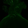 Thumbnail for dataset Figure5_E16.5_Prox1