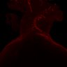 Thumbnail for dataset Figure5_E16.5_VEGFR3