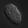 Thumbnail for dataset wt_N2_030306_01