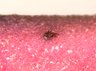 Thumbnail for dataset fig4D_bioengineeredhair_day14
