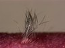 Thumbnail for fig4D_bioengineeredhair_day51