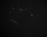 Thumbnail for dataset fig1E_BMP4_0min