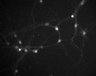 Thumbnail for dataset fig1E_BMP4_3hr