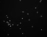 Thumbnail for dataset fig1E_BMP4_3hr_Hoe
