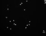 Thumbnail for dataset fig1E_BSA_3hr_Hoe
