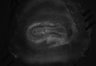 402-Tasaka-parentOFCactivity/Fig2_Rbp4_Ai162_F3_200808_AP1 thumbnail