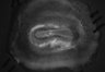 402-Tasaka-parentOFCactivity/Fig2_Rbp4_Ai162_F3_200809_AP2 thumbnail