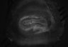 402-Tasaka-parentOFCactivity/Fig2_Rbp4_Ai162_F8_211006_AP1 thumbnail