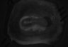 402-Tasaka-parentOFCactivity/Fig2_Rbp4_Ai162_Gi_SMTb_F4_211013_AP2 thumbnail