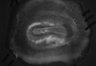 402-Tasaka-parentOFCactivity/Fig2_Rbp4_Ai162_Gi_SMTb_F6_211027_AP2 thumbnail