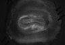 402-Tasaka-parentOFCactivity/Fig2_Rbp4_Ai162_MD_F6_210421_LM thumbnail