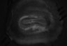 402-Tasaka-parentOFCactivity/Fig2_Rbp4_Ai162_MD_F9_210514_LM thumbnail