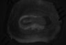 487-Tasaka-SMTmodulation/Fig3_Tnnt1_Ai162_SMT_F3_210929_AP1 thumbnail