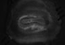 487-Tasaka-SMTmodulation/Fig3_Tnnt1_Ai162_SMT_F5_211007_AP2 thumbnail