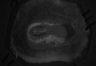 487-Tasaka-SMTmodulation/Fig3_Tnnt1_Ai162_SMT_F14_211228_AP1 thumbnail
