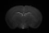 487-Tasaka-SMTmodulation/Fig4_Tnnt1_Ai162_MD_F5_220602_AP2 thumbnail