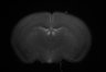 487-Tasaka-SMTmodulation/Fig4_Tnnt1_Ai162_MD_F9_220609_AP2 thumbnail