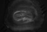 487-Tasaka-SMTmodulation/Fig4_Tnnt1_Ai162_MD_F10_220609_AP2 thumbnail