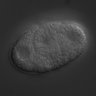 Thumbnail for dataset wt_N2_070111_03