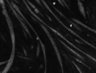 Thumbnail for dataset Fig1_7_170214_nonstim_S6K_w2CFP