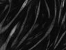 Thumbnail for dataset Fig1_7_170214_nonstim_S6K_w3FRET_YFP